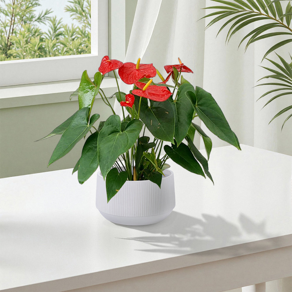 2 Pieces Ceramic Flowerpot, Modern Planter for Patio, Garden or Windowsills - Gloss White