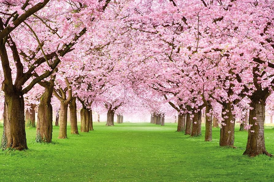 Japanese Cherry Blossom - REED DIFFUSER -- by Moon Water Apothecary!