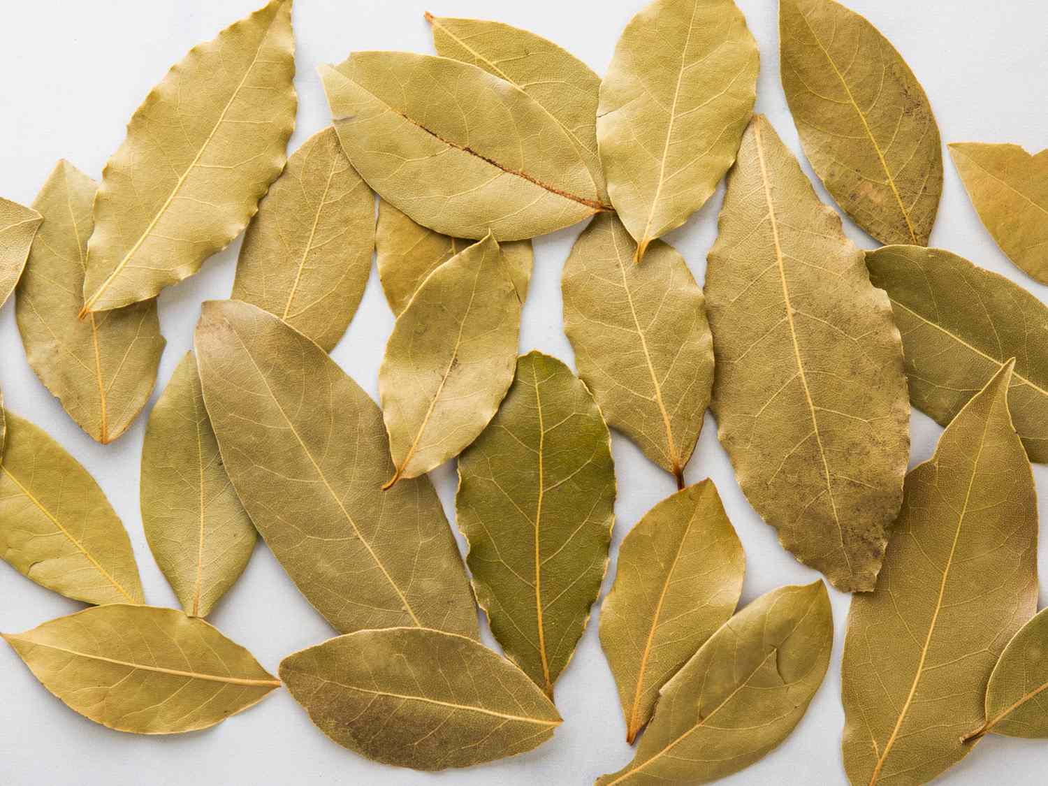 Bay Leaves – Ritual Herb for Spells, Manifestation & Protection -- by Moon Water Apothecary!