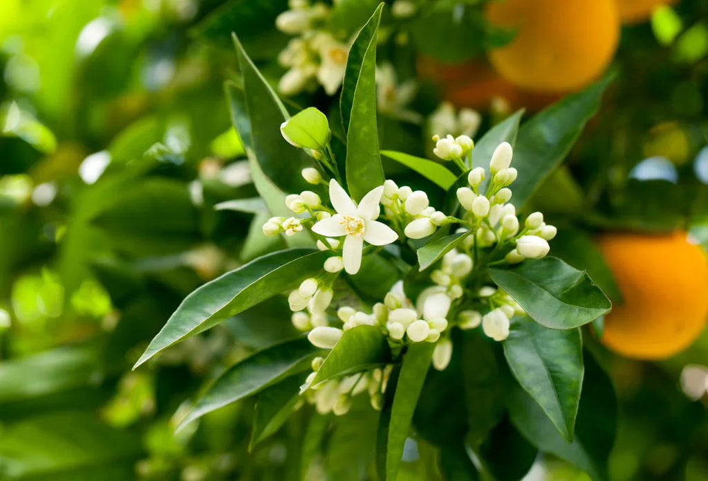 Neroli - REED DIFFUSER -- by Moon Water Apothecary!