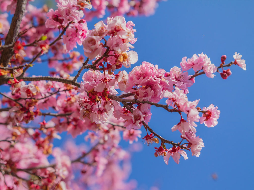Japanese Cherry Blossom - REED DIFFUSER -- by Moon Water Apothecary!