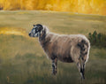 Cotswold Sheep Print