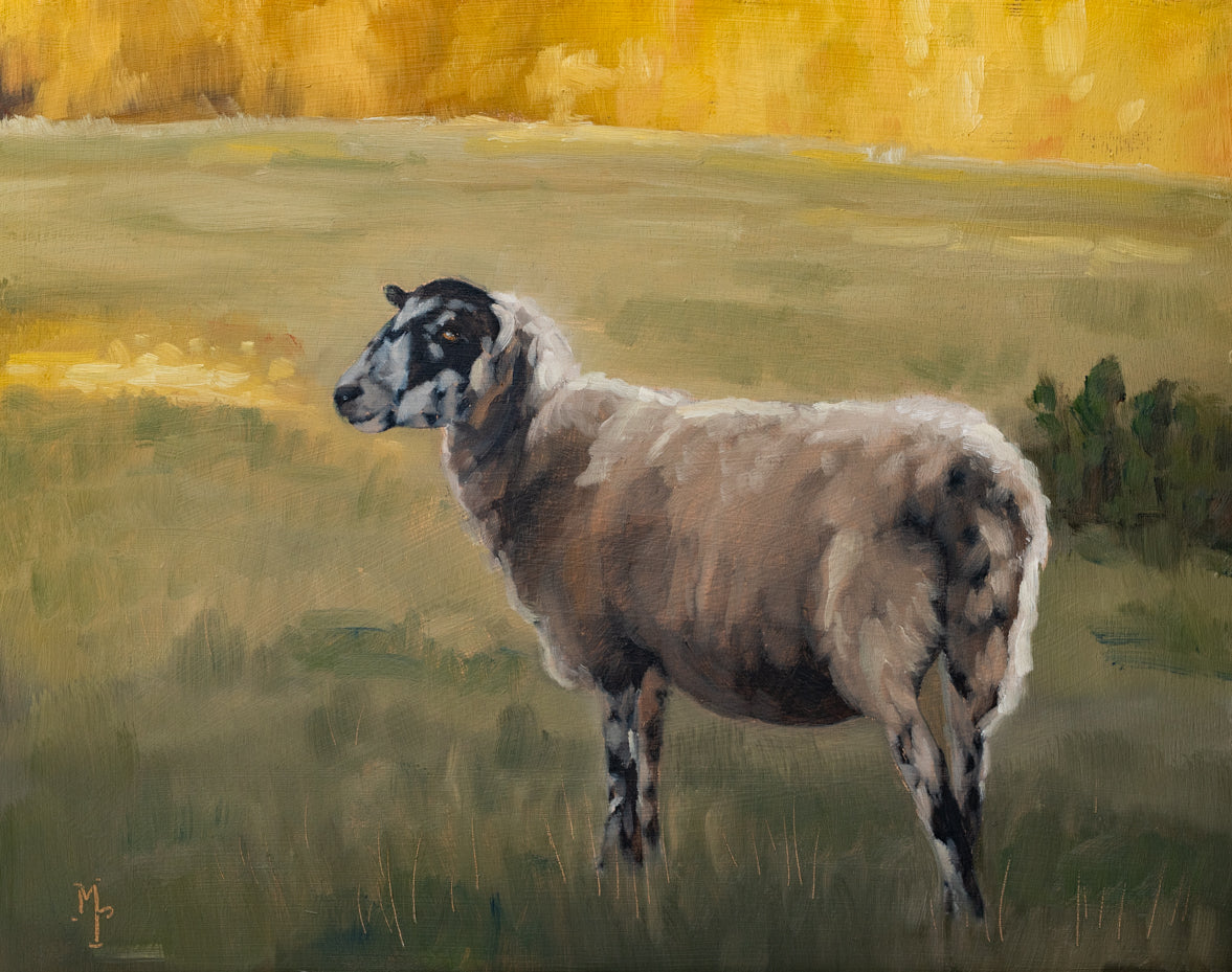 Cotswold Sheep Print