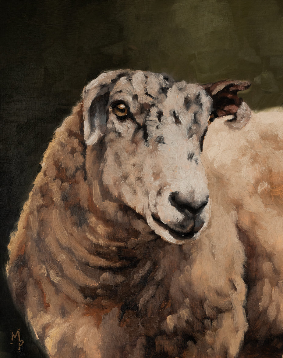 Hidcote Sheep Print
