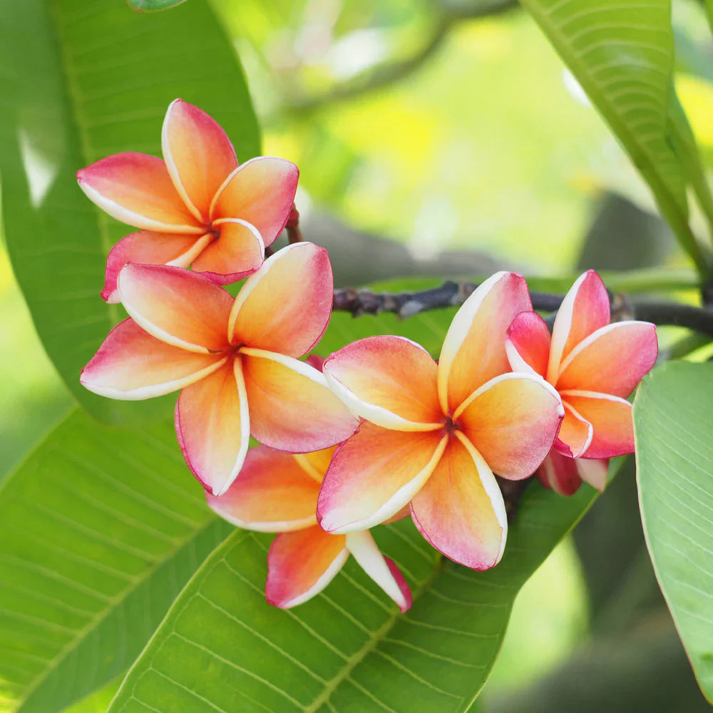 Plumeria - REED DIFFUSER, Tropical Floral Home Fragrance -- by Moon Water Apothecary!