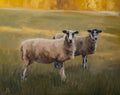 Cotswold Sheep Pair Print