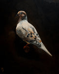 Dove Print