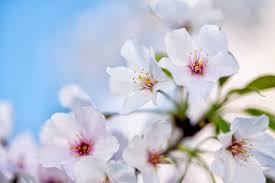 Japanese Cherry Blossom - REED DIFFUSER -- by Moon Water Apothecary!